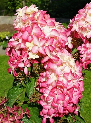 Hortensja bukietowa 'Fraise Melba'