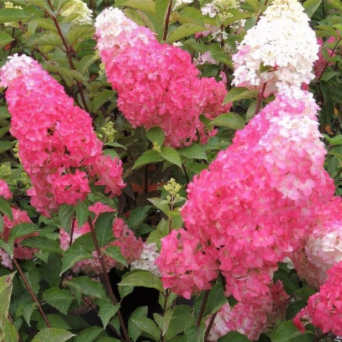 Hortensja bukietowa 'Fraise Melba'