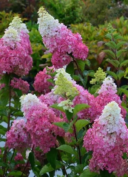 Hortensja bukietowa 'Fraise Melba'