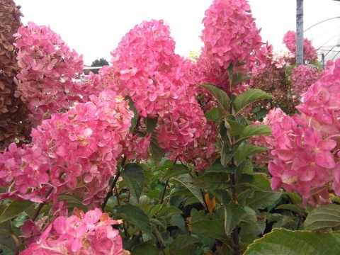 Hortensja bukietowa 'Fraise Melba'