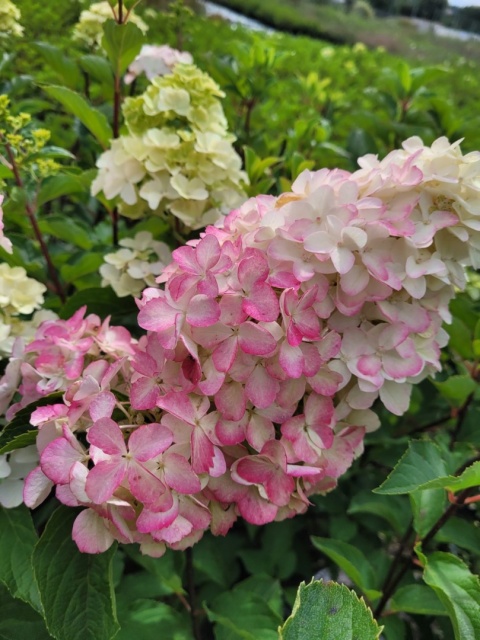Hortensja bukietowa 'Fraise Melba'