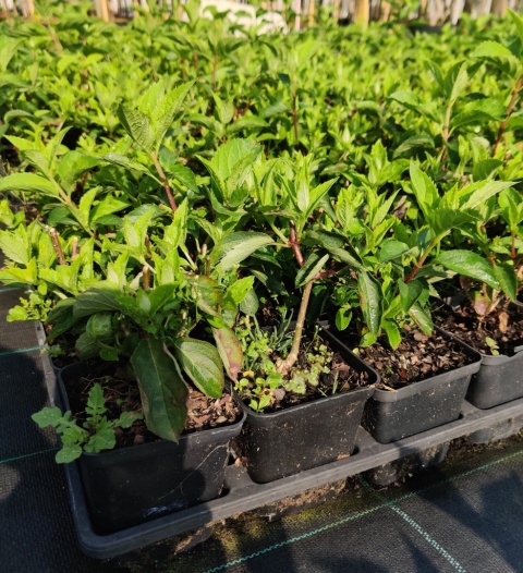 Sadzonki Hortensja bukietowa 'Fraise Melba'