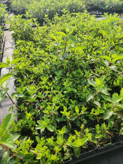 Sadzonki Hortensja bukietowa 'Fraise Melba'