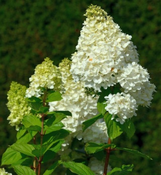 Hortensja bukietowa 'Hercules' – forma pienna