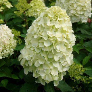 Hortensja bukietowa 'Hercules' – forma pienna