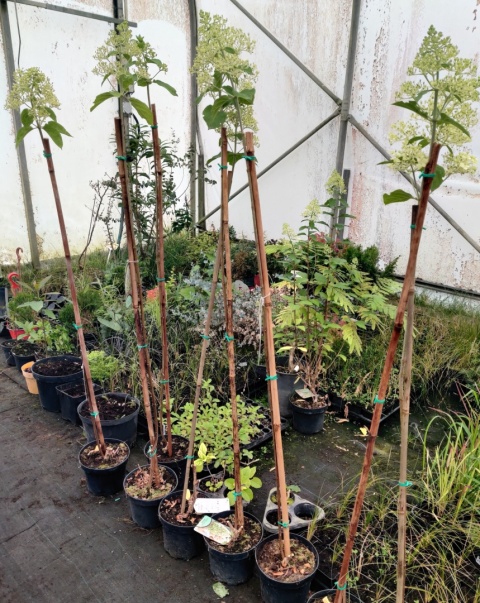 Sadzonki Hortensja bukietowa 'Hercules' – forma pienna Sadzonki Hortensja bukietowa 'Hercules' – forma pienna