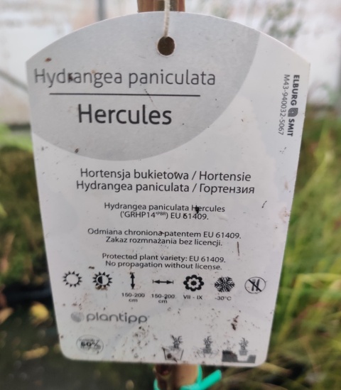Sadzonki Hortensja bukietowa 'Hercules' – forma pienna Sadzonki Hortensja bukietowa 'Hercules' – forma pienna