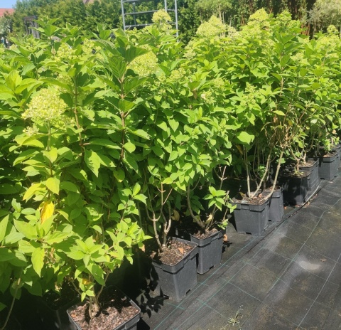 Sadzonki Hortensja bukietowa 'Limelight'