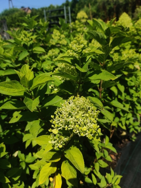 Sadzonki Hortensja bukietowa 'Limelight'
