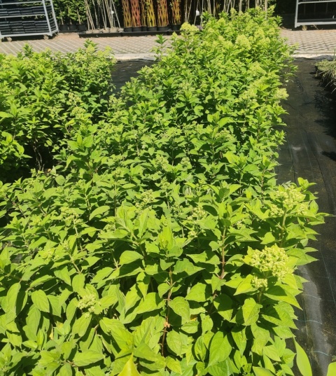 Sadzonki Hortensja bukietowa 'Limelight'