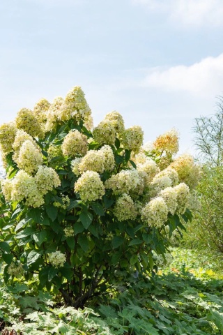 Hortensja bukietowa 'Magical Candle'