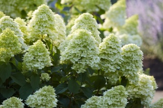 Hortensja bukietowa 'Magical Candle'
