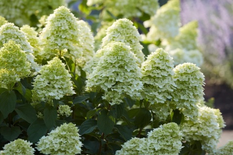 Hortensja bukietowa 'Magical Candle' Hortensja bukietowa 'Magical Candle'