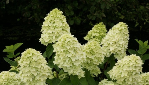 Hortensja bukietowa 'Magical Candle' Hortensja bukietowa 'Magical Candle'