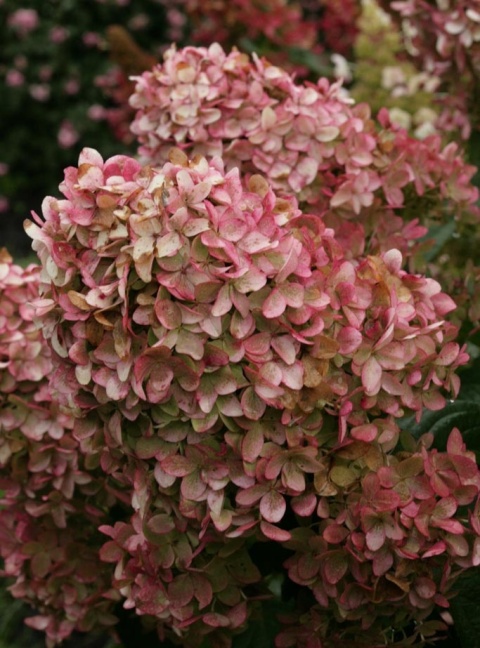 Hortensja bukietowa 'Magical Candle' Hortensja bukietowa 'Magical Candle'