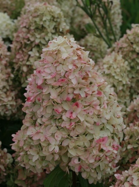 Hortensja bukietowa 'Magical Candle' Hortensja bukietowa 'Magical Candle'