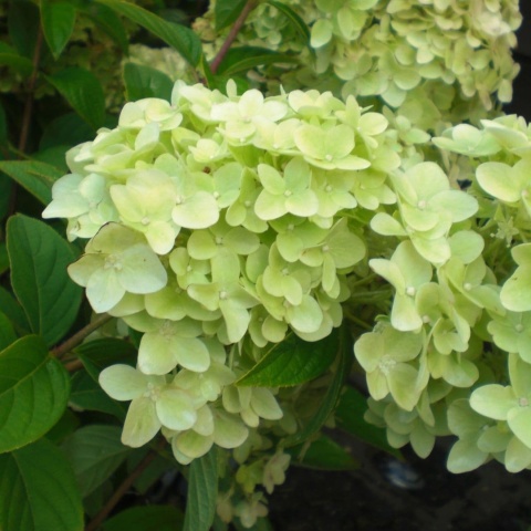 Hortensja bukietowa 'Magical Candle'
