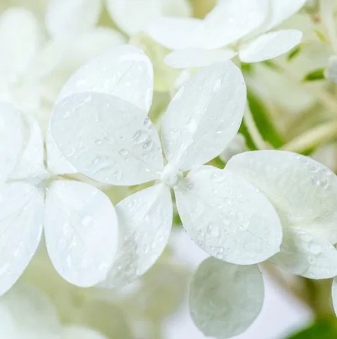 Hortensja bukietowa 'Magical Candle'