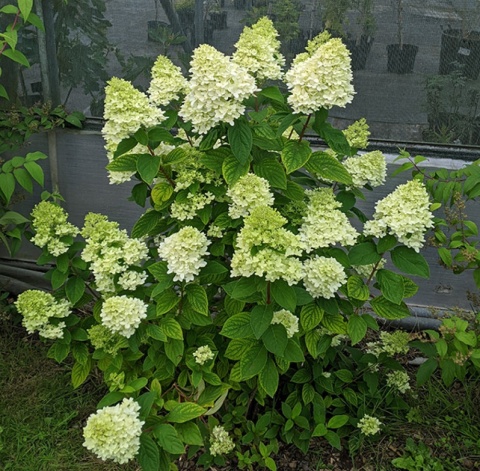 Hortensja bukietowa 'Magical Candle'