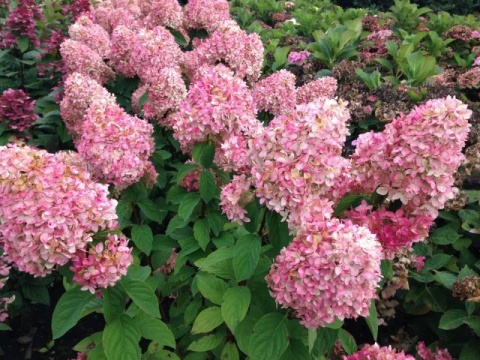 Hortensja bukietowa 'Magical Candle'