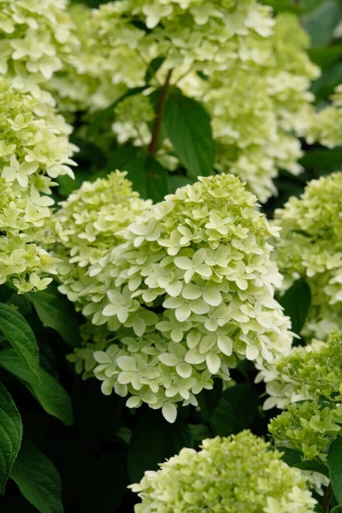 Hortensja bukietowa 'Magical Candle'