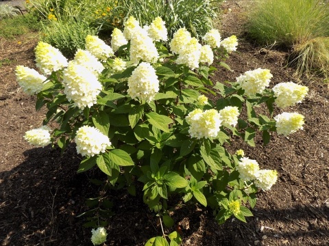Hortensja bukietowa 'Magical Candle'