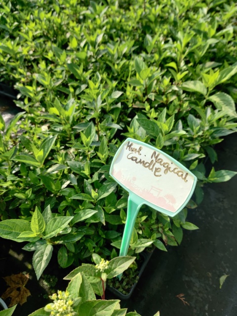Sadzonki Hortensja bukietowa 'Magical Candle'