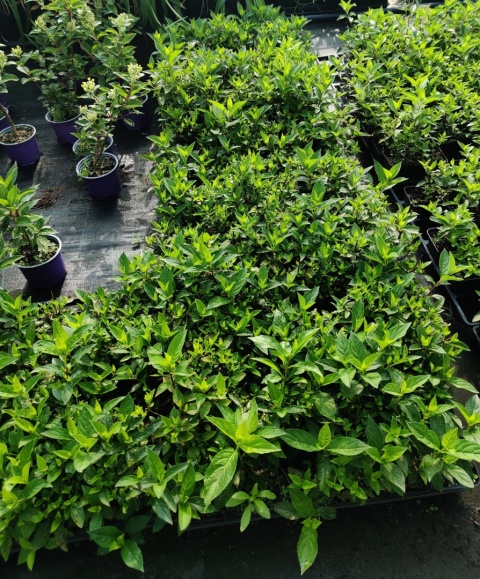 Sadzonki Hortensja bukietowa 'Magical Candle'