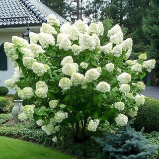 Hortensja bukietowa 'Polar Bear'