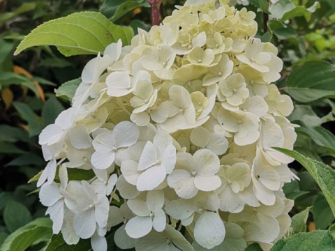 Hortensja bukietowa 'Polar Bear' Hortensja bukietowa 'Polar Bear'