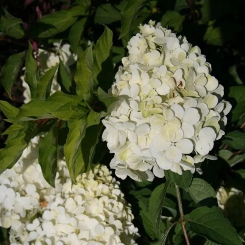 Hortensja bukietowa 'Polar Bear' Hortensja bukietowa 'Polar Bear'