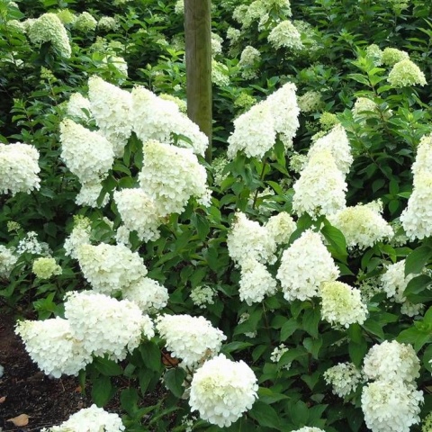 Hortensja bukietowa 'Polar Bear'