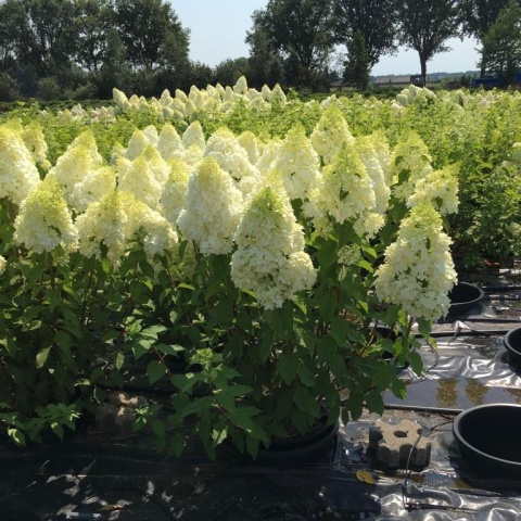 Hortensja bukietowa 'Polar Bear'