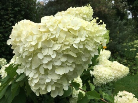 Hortensja bukietowa 'Polar Bear'