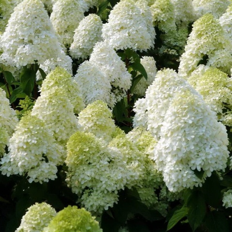 Hortensja bukietowa 'Polar Bear'