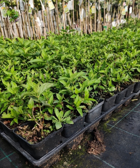 Sadzonki Hortensja bukietowa 'Polar Bear'