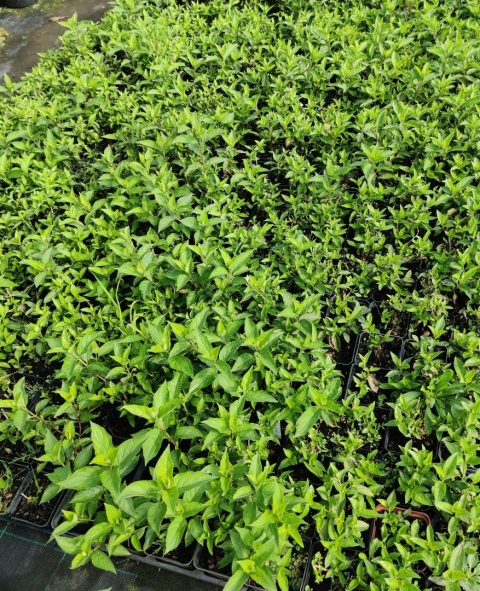 Sadzonki Hortensja bukietowa 'Polar Bear'