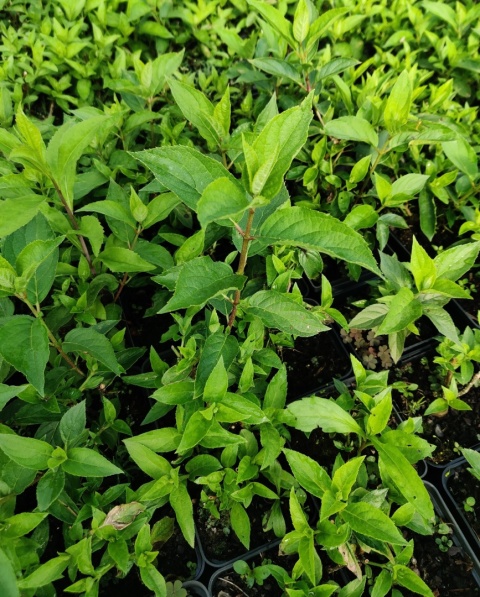Sadzonki Hortensja bukietowa 'Polar Bear'