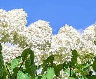 Hortensja bukietowa 'Polar Bear'