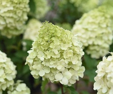 Hortensja bukietowa 'Polar Bear'