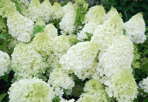 Hortensja bukietowa 'Polar Bear'