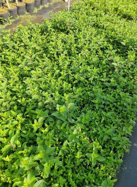 Sadzonki Hortensja bukietowa ‘Sundae Fraise’ PBR