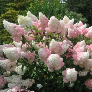 Hortensja bukietowa 'Vanille Fraise'