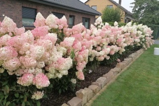 Hortensja bukietowa 'Vanille Fraise'