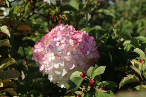 Hortensja bukietowa 'Vanille Fraise' Hortensja bukietowa 'Vanille Fraise'