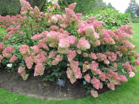 Hortensja bukietowa 'Vanille Fraise' Hortensja bukietowa 'Vanille Fraise'