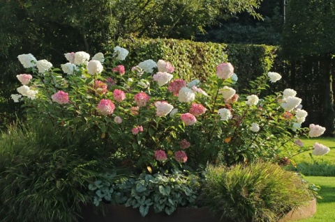 Hortensja bukietowa 'Vanille Fraise' Hortensja bukietowa 'Vanille Fraise'