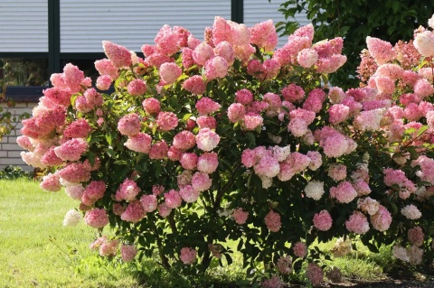 Hortensja bukietowa 'Vanille Fraise' Hortensja bukietowa 'Vanille Fraise'