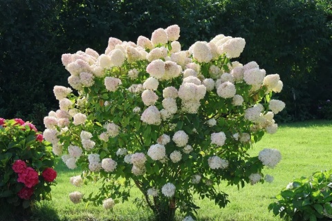 Hortensja bukietowa 'Vanille Fraise'
