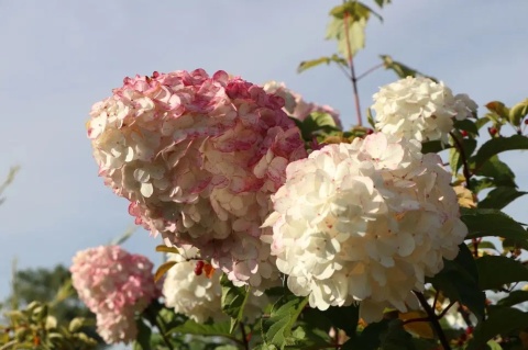 Hortensja bukietowa 'Vanille Fraise'